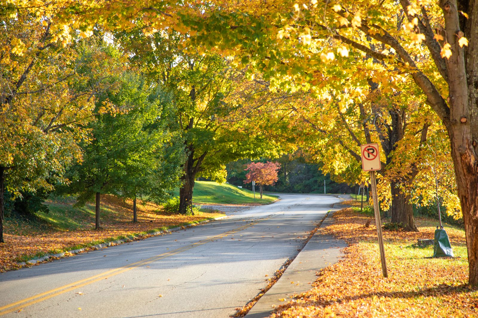 A quiet rural road curving through trees in autumn colour